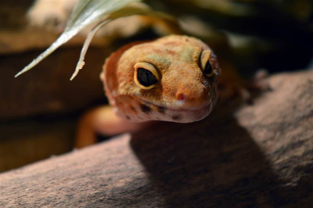 Leopardgecko: Haltung Im Terrarium