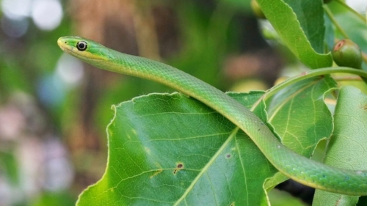 Raue Grasnatter Opheodrys Aestivus Haltung Und Infos